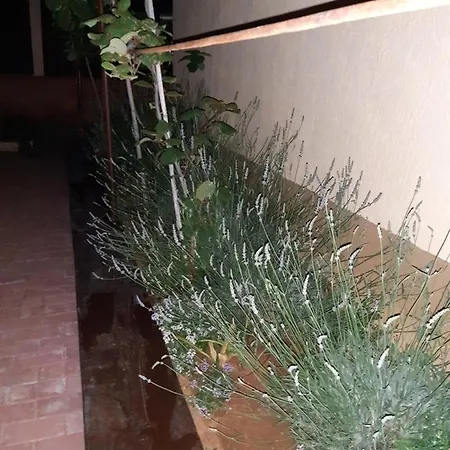 Studio Apartman San 3 Ližnjan Exterior foto